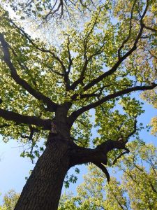 Ein "gekrönter" Baum im Naturschutzgebiet de Manteling Oostkapelle
