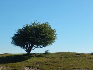 Der Wind prägt die Landschaft im Naturschutzgebiet Oranjezon