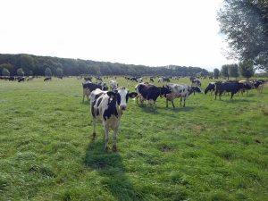 Top-Tipp Dörfer Walcheren: Weide mit zahlreichen Kühen bei Biggekerke